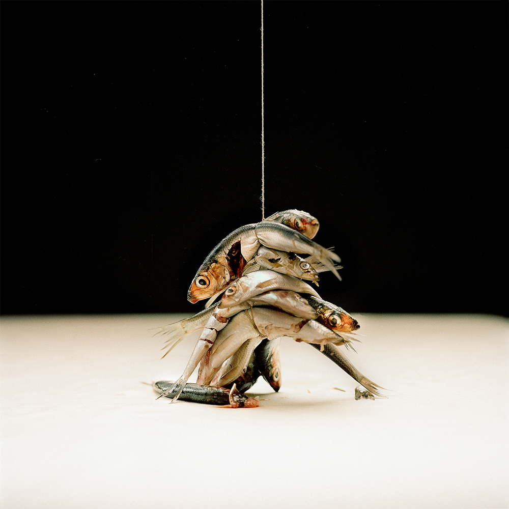 Fiskar & vongole