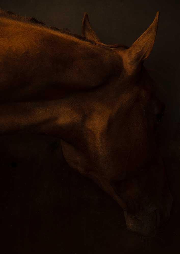 Häst