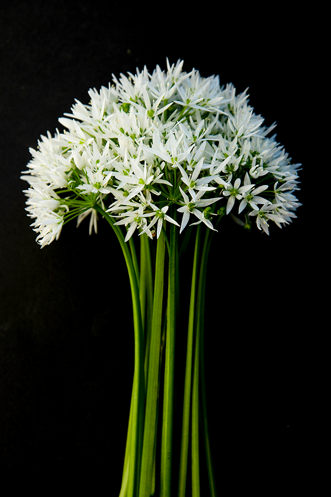 Blommor & växter